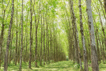 Fototapeta premium Rubber Tree