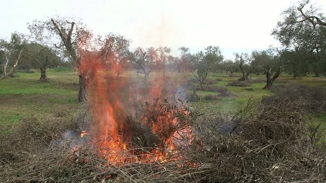 Rogo di sterpaglie tra gli ulivi