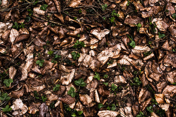 Forest ground texture