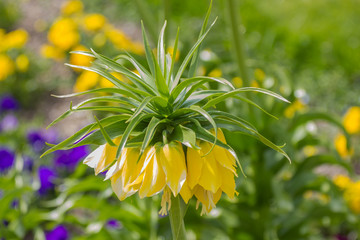 Kaiserkrone
