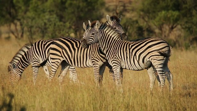 Interacting plains (Burchells) Zebras