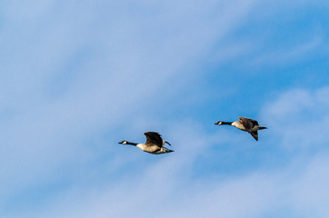Kanadagänse Paar fliegt vor blauem Himmel