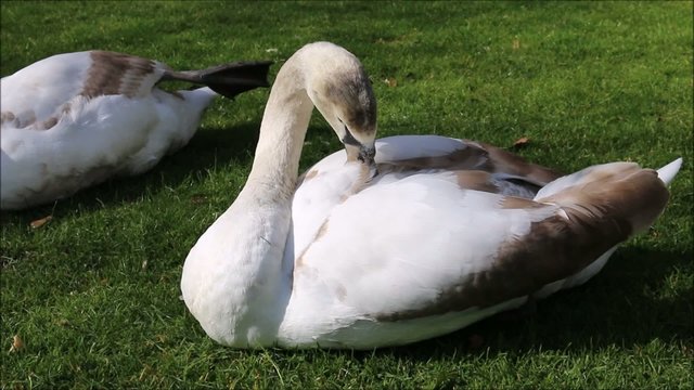 Schw&auml;ne im Saint Stephen's Green Park Dublin