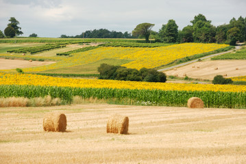  Round straw bales in harvested fields