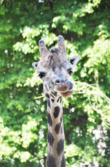 Giraffe sticking his tongue out