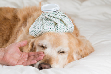 Golden Retriever dog cold