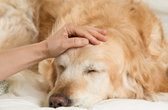 Golden Retriever Dog Cold