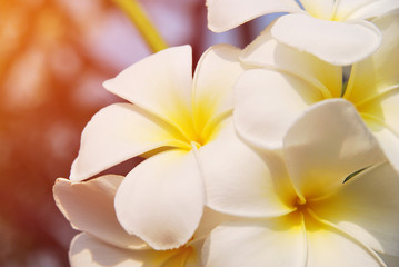 Fototapeta na wymiar Rangipani plumeria Spa Flowers with soft light style
