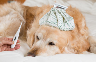 Golden Retriever dog cold