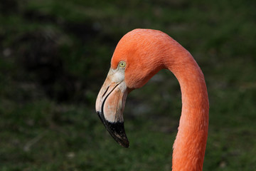 Chileflamingo