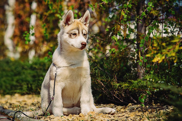 Naklejka na ściany i meble Siberian husky dog outdoors. Portrait of a little husky dog pupp