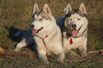 Siberian husky dog outdoors. Portrait of two dogs. 