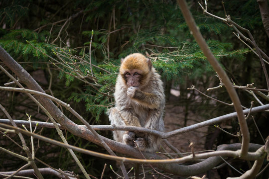 Singe macaque de Barbarie &agrave; la montagne des singes Kintzheim en Alsace