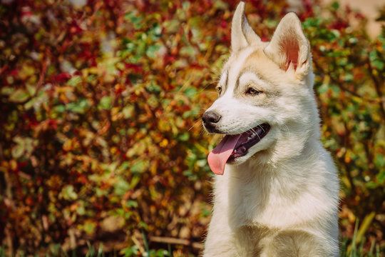 Siberian husky dog outdoors. Portrait of a little husky dog pupp