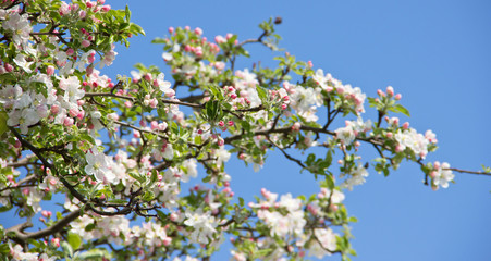Naklejka premium Blossoming Trees