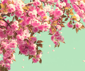 Spring blossom. Beautiful nature scene with blooming tree © Subbotina Anna