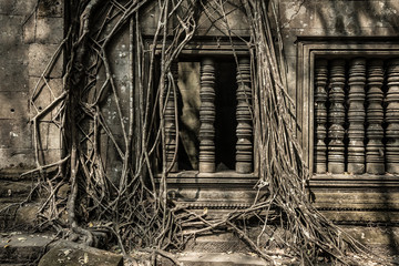 Obraz premium Beng Mealea roots on the window