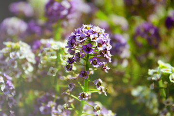 Obraz premium Lilac blossoming flower in a garden