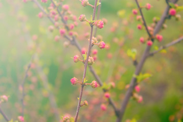 branch with little pink flowers, flowers in the garden at spring