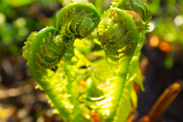 green fern growing in garden