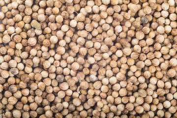 Textura de la especia de semillas de cilantro 