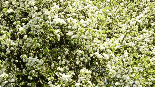 Obstbaumbl&uuml;te im Fr&uuml;hjahr