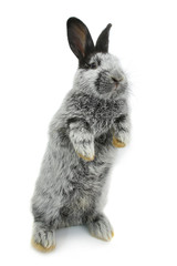 Obraz premium gray rabbit