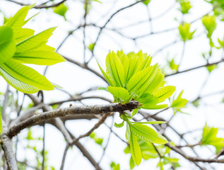 Cannonball leaf on tree,nature background