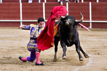 Matador in the bullring, the bull fighting - obrazy, fototapety, plakaty