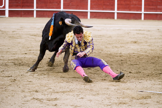 Torero, fallen into the sand of a bullring, hit by the bull