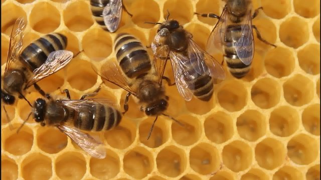 Building instinct bees.