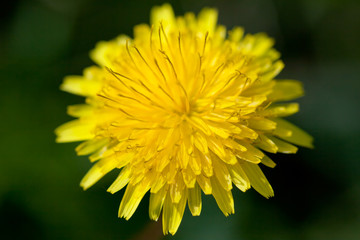 Yellow dandelion