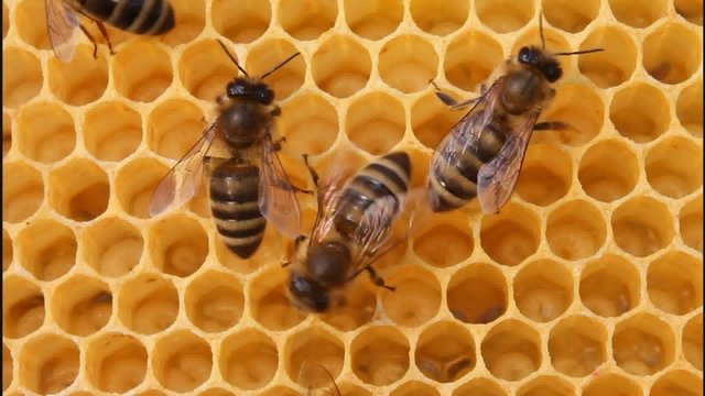 Work bees in hive