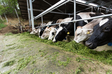 牧草を食べる牛