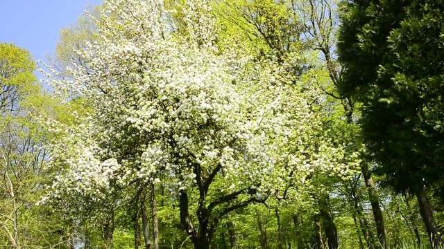 Obstbaumbl&uuml;te im Fr&uuml;hjahr