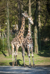 Obraz premium Giraffes