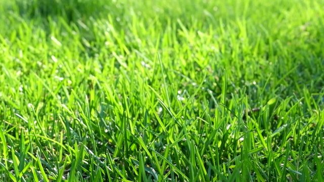 Green fresh grass as a nice footage background