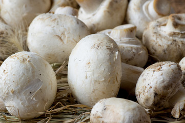 Fresh champignons