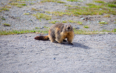 marmot