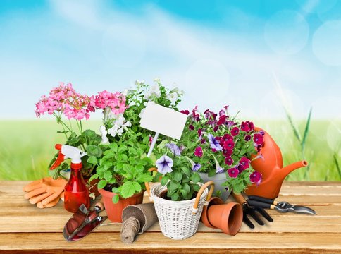Gardening. Gardening tools and flowers isolated on white