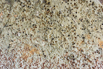 Stone fossil background