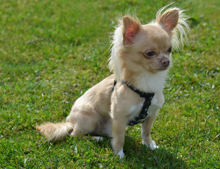 Chihuahua sitting on the grass