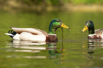 Mallard, Anas platyrhynchos