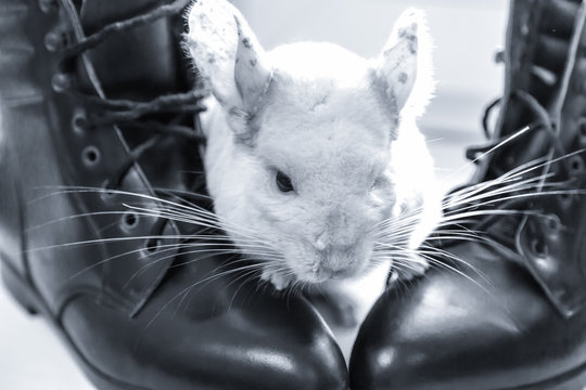 White fluffy chinchilla with black boots