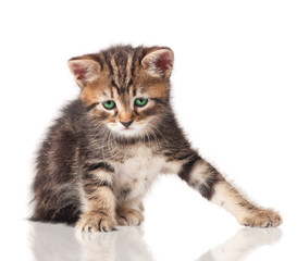 Obraz premium Little kitten