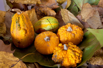 Gruppo Zucche su sfondo autunnale