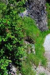 Wanderpfad am Grubigstein