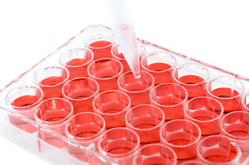 24 well plate red solution test