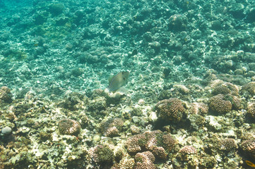Naklejka na ściany i meble Coral reef and fish