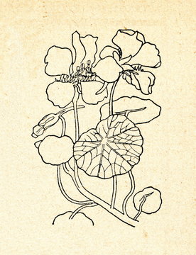 Nasturtium (Tropaeolum)